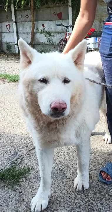 Bruno 2 Fluffy, white, active older male dog, male 7yo Mixed Breed for adoption at Romanian Rescue Appeal UK