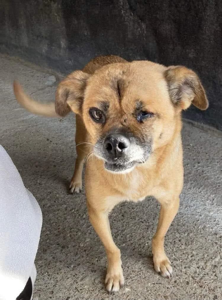 Dori small and mighty, friendly little dog, female 7yo Mixed Breed for adoption at Romanian Rescue Appeal UK