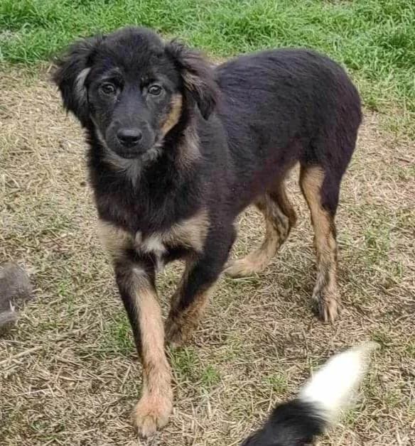 Otto young, friendly, playful male, male young Mixed Breed for adoption at Romanian Rescue Appeal UK