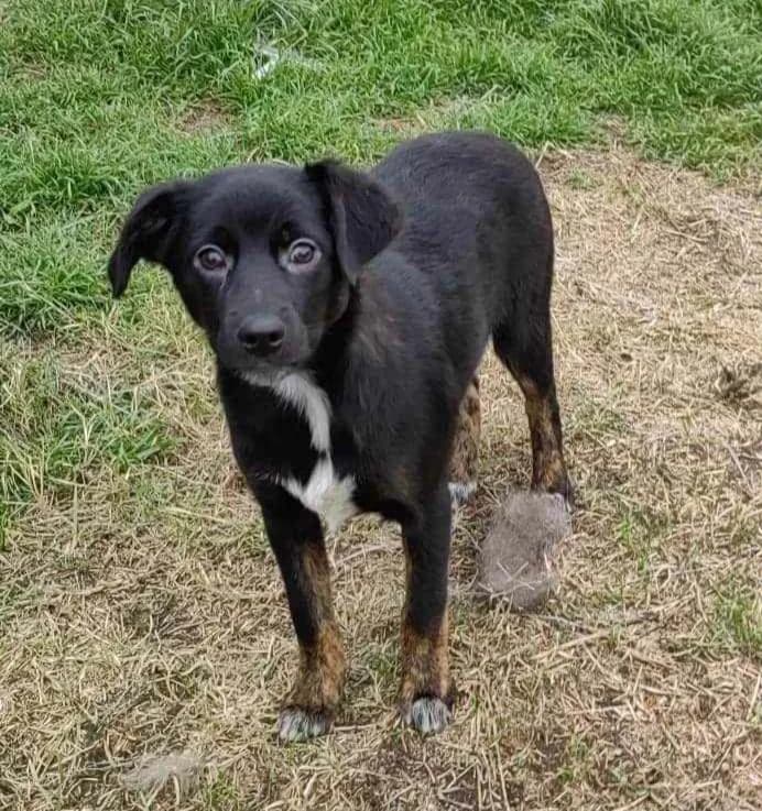 Olly young, playful and curious male dog, male young Mixed Breed for adoption at Romanian Rescue Appeal UK