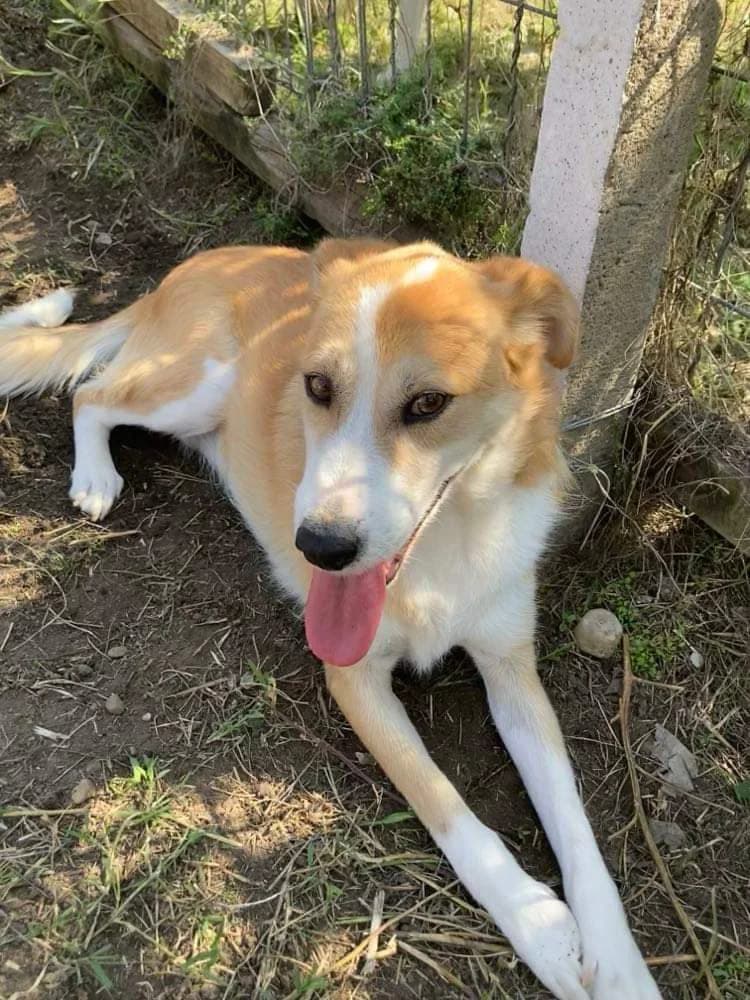 Sandy loving, people friendly, male dog, male 7yo Mixed Breed for adoption at Romanian Rescue Appeal UK