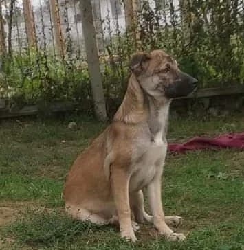Toffee young, female, loving and friendly, female 3yo Mixed Breed for adoption at Romanian Rescue Appeal UK
