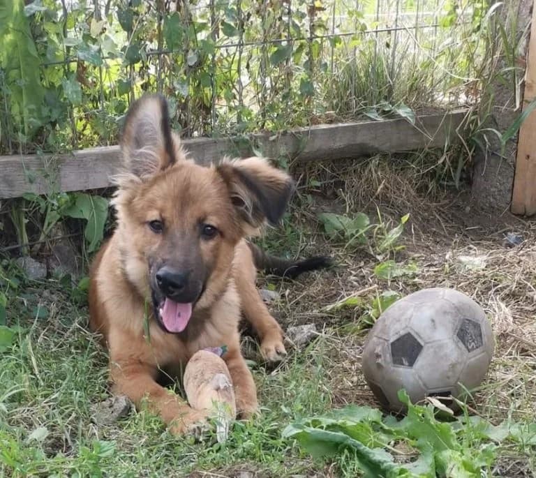 Charlie young, playful, friendly male, male 3yo Mixed Breed for adoption at Romanian Rescue Appeal UK