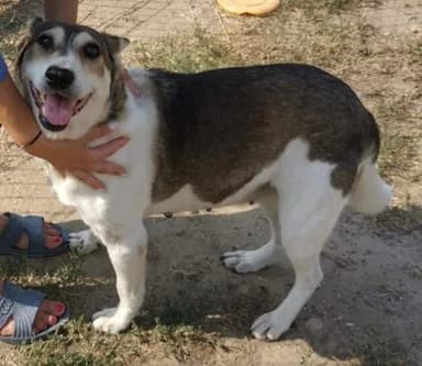 Queenie sweet, gentle female dog, female 7yo Mixed Breed for adoption at Romanian Rescue Appeal UK