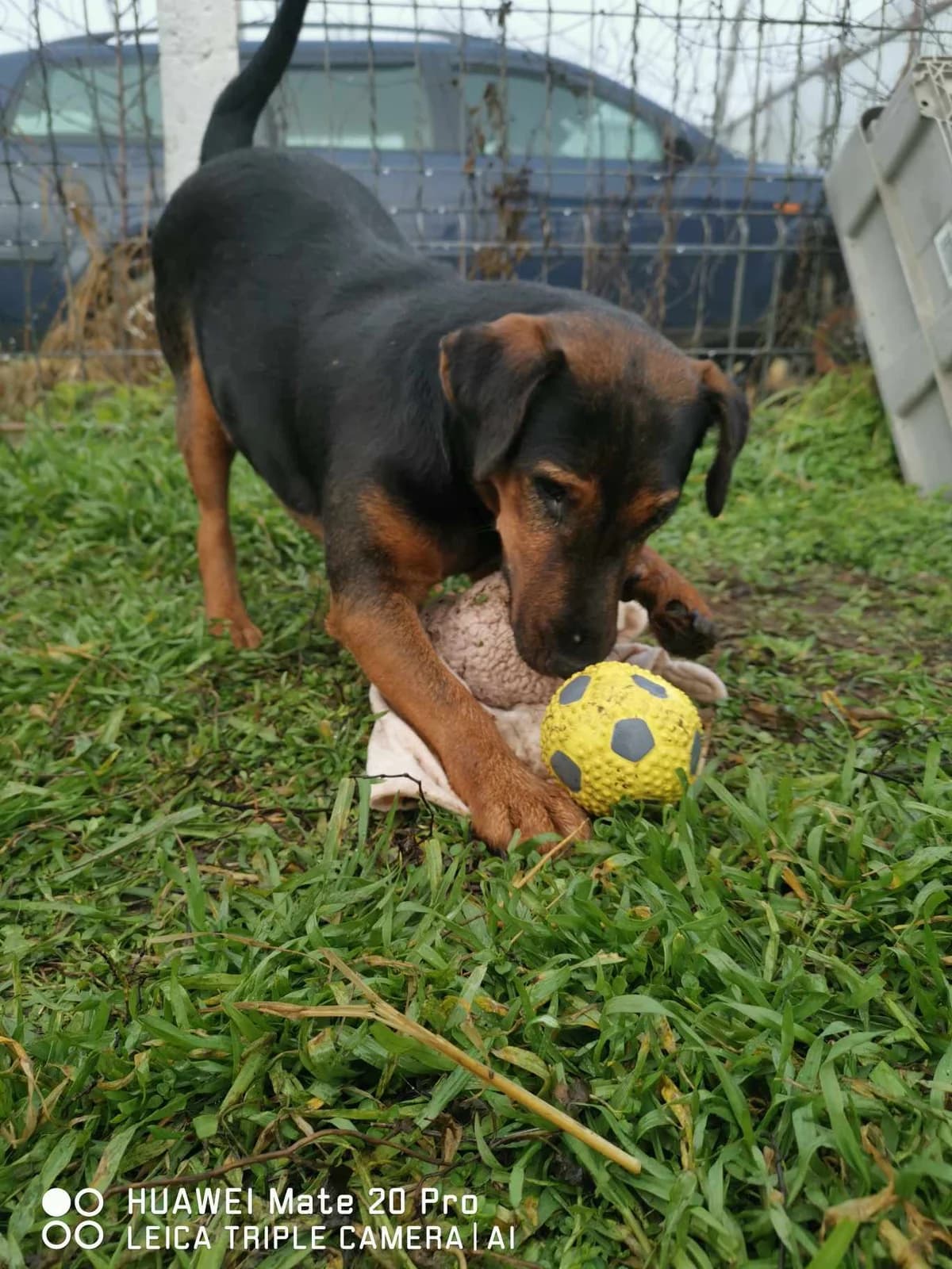 Darcy happy, loving, small female dog, female 7yo Mixed Breed for adoption at Romanian Rescue Appeal UK