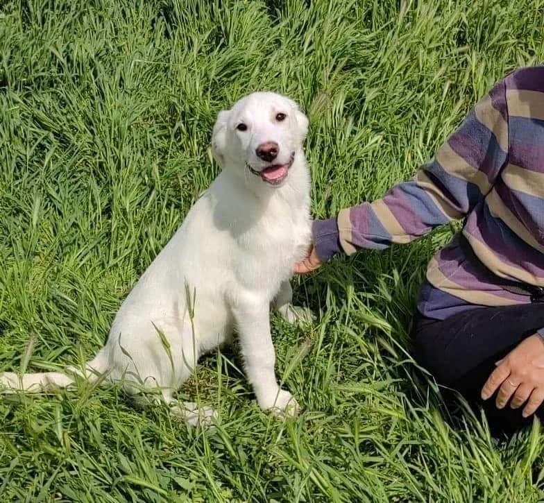 Rosa, gorgeous, young, lab type female, female 3yo Mixed Breed for adoption at Romanian Rescue Appeal UK