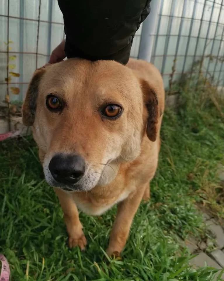 Lora friendly, affectionate, female dog, patiently waiting, female 7yo Mixed Breed for adoption at Romanian Rescue Appeal UK