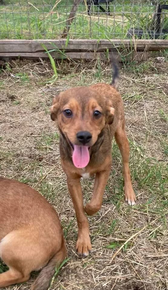 Pumpkin, friendly, playful, young male, male young Mixed Breed for adoption at Romanian Rescue Appeal UK