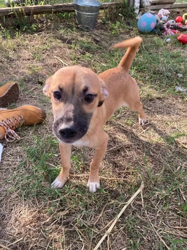 Poppet sweet, small, young female dog, female young Mixed Breed for adoption at Romanian Rescue Appeal UK