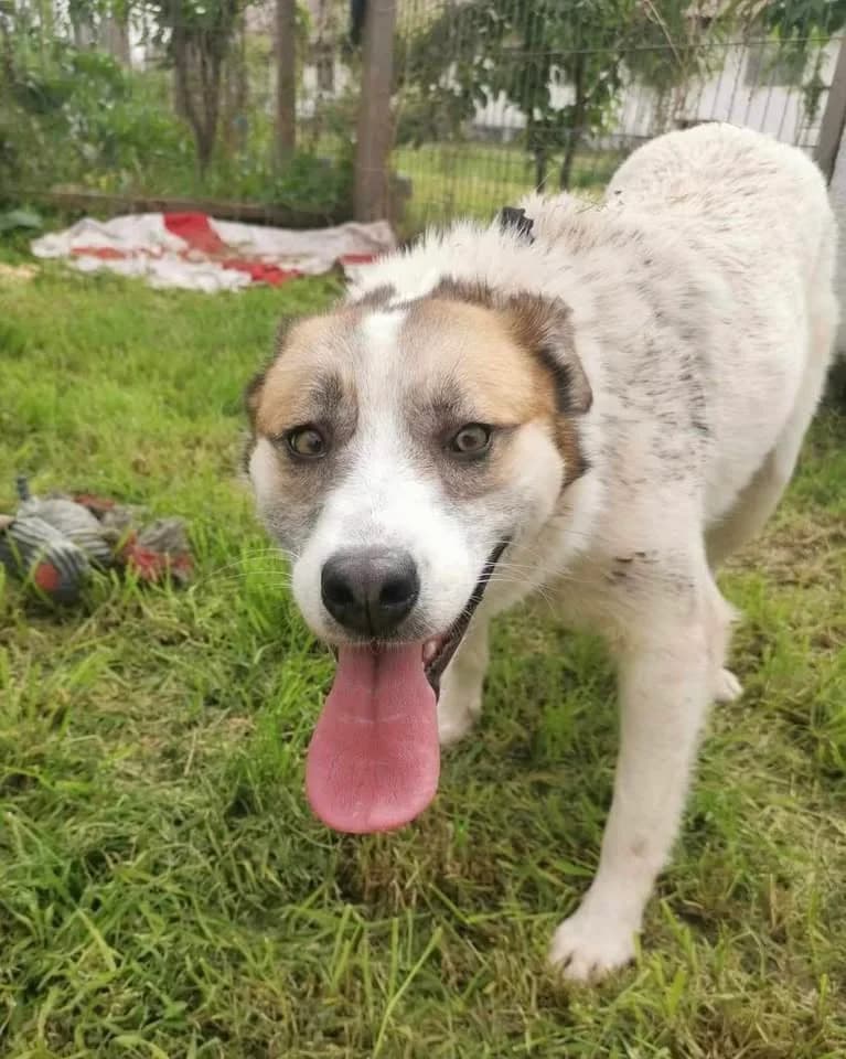 Margo friendly, active female, female 7yo Mixed Breed for adoption at Romanian Rescue Appeal UK
