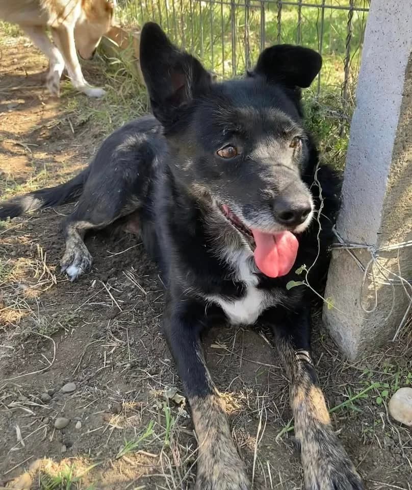 Robbi sweet, gentle, female dog, female 7yo Mixed Breed for adoption at Romanian Rescue Appeal UK