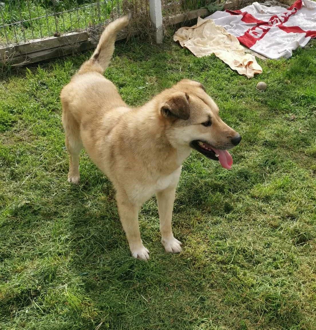 Paulo gorgeous, handsome, friendly male dog, male 3yo Mixed Breed for adoption at Romanian Rescue Appeal UK