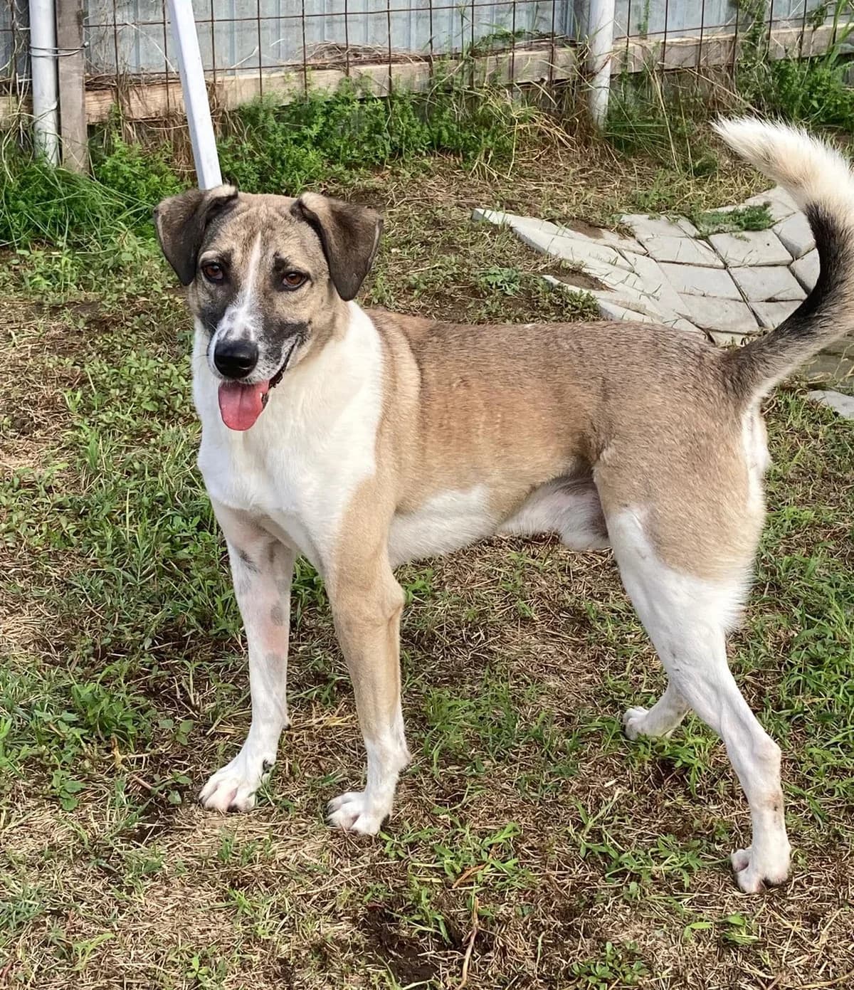 Porter handsome, friendly male dog, male 7yo Mixed Breed for adoption at Romanian Rescue Appeal UK