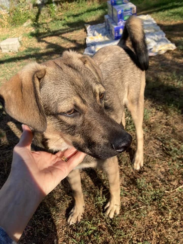 Alvin waiting for his new home, friendly and playful, male 3yo Mixed Breed for adoption at Romanian Rescue Appeal UK