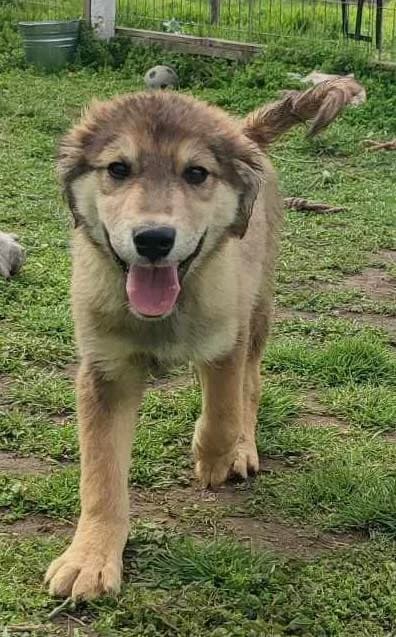 Fido happy, playful young pup, male puppy Mixed Breed for adoption at Romanian Rescue Appeal UK