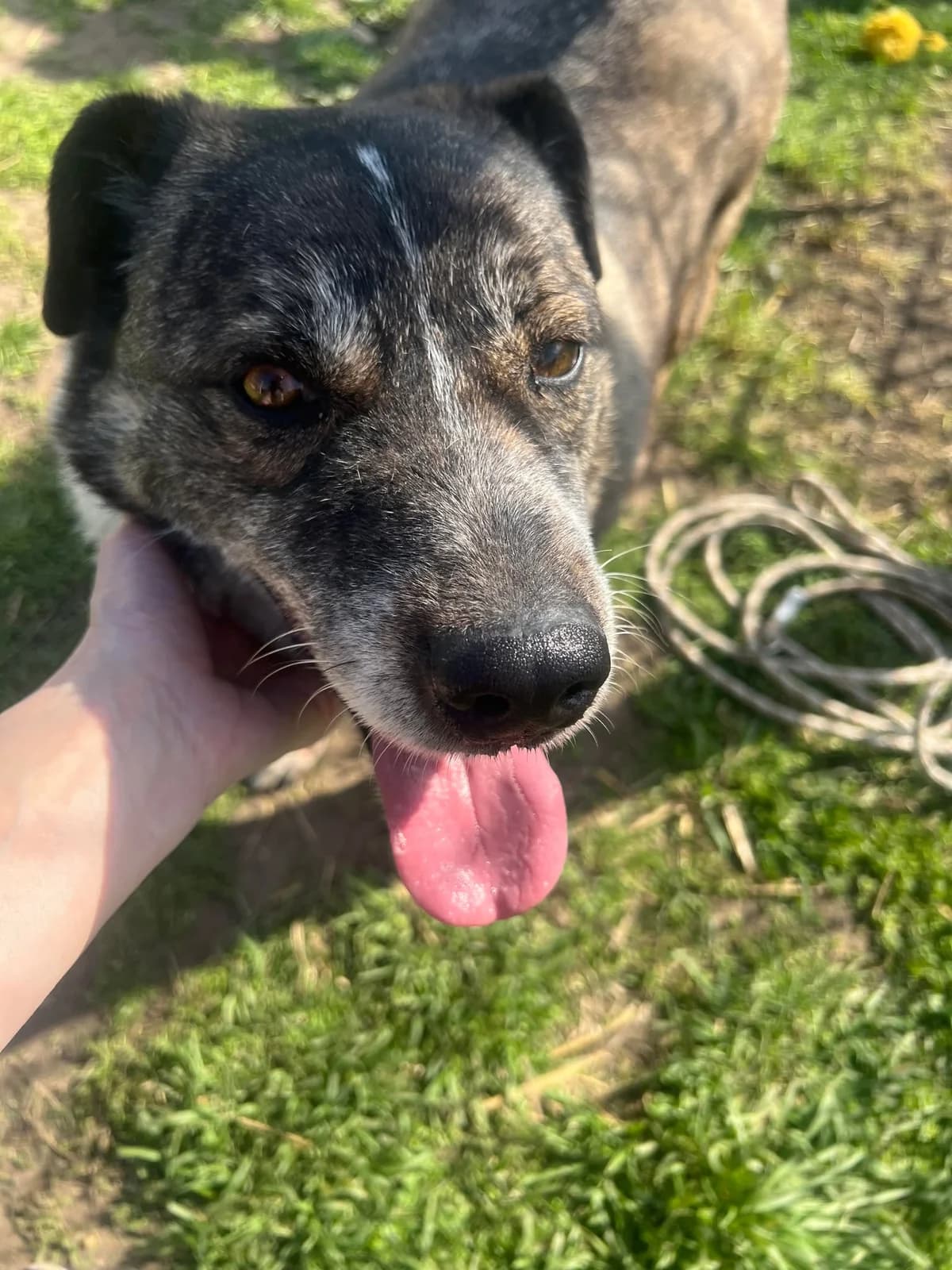 Claude friendly, gentle male, male 7yo Mixed Breed for adoption at Romanian Rescue Appeal UK
