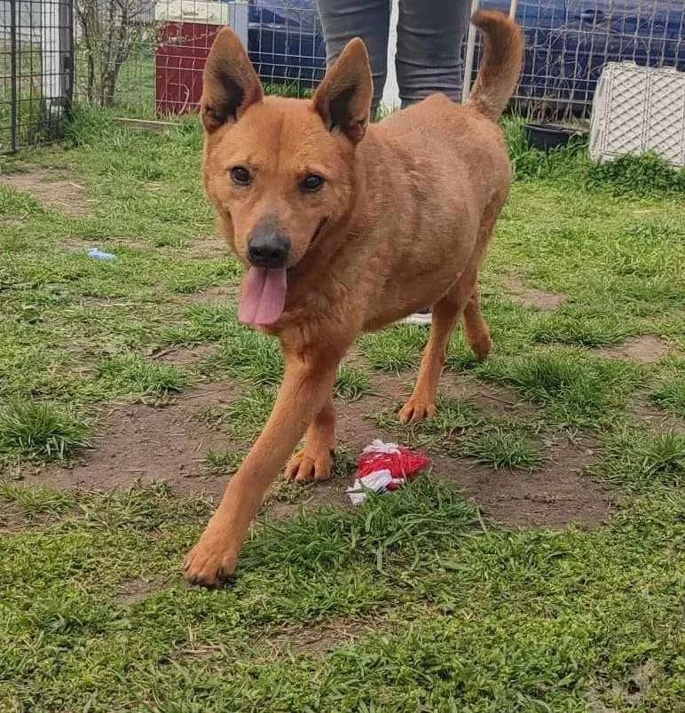 Primaritza pretty, older female, friendly, female 7yo Mixed Breed for adoption at Romanian Rescue Appeal UK