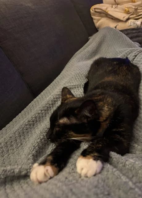 Autumn, female 3yo Mixed Breed for adoption at RSPCA Altrincham & Cheshire