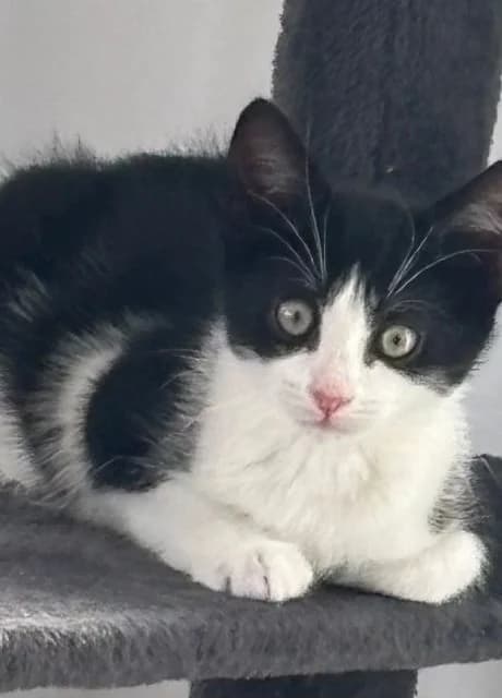 Beau‚Mr Darcy‚Red‚Romeo, male Mixed Breed for adoption at RSPCA Altrincham & Cheshire