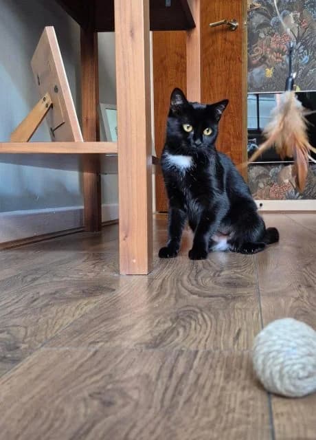 Dolly, female young Mixed Breed for adoption at RSPCA Altrincham & Cheshire