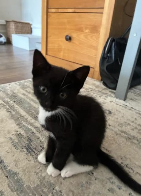 Ernie and Gibby, female puppy Mixed Breed for adoption at RSPCA Altrincham & Cheshire