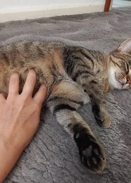 Elsa, female Mixed Breed for adoption at RSPCA Altrincham & Cheshire