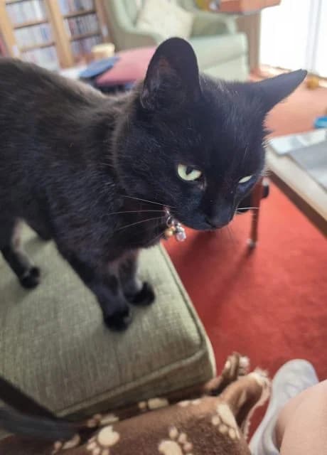 Frankie, female senior Mixed Breed for adoption at RSPCA Altrincham & Cheshire