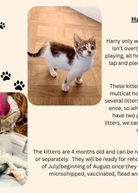 Harry,Raye,Sam and Olivia, female puppy Mixed Breed for adoption at RSPCA Altrincham & Cheshire