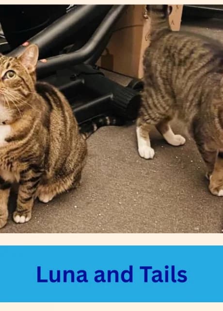 Luna and Tails, male senior Mixed Breed for adoption at RSPCA Altrincham & Cheshire