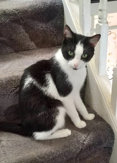 Loki, female Mixed Breed for adoption at RSPCA Altrincham & Cheshire