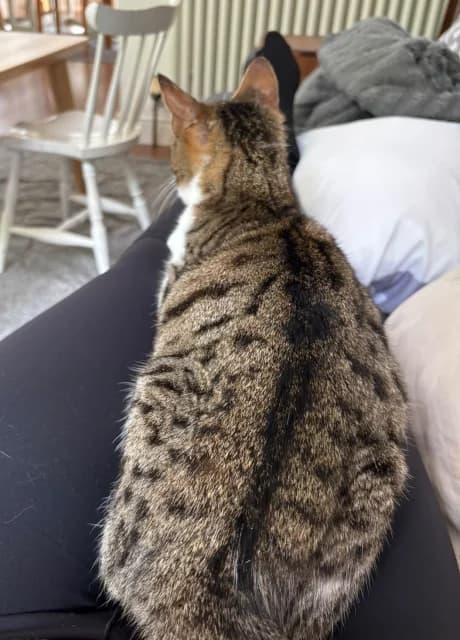 Lucille, female 5yo Mixed Breed for adoption at RSPCA Altrincham & Cheshire
