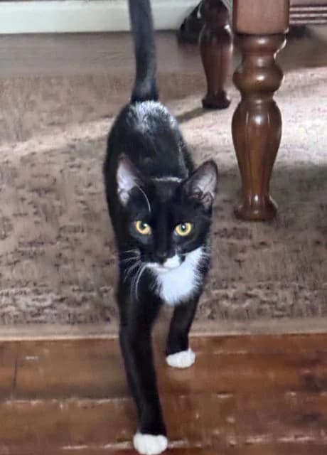 Magpie, female Mixed Breed for adoption at RSPCA Altrincham & Cheshire