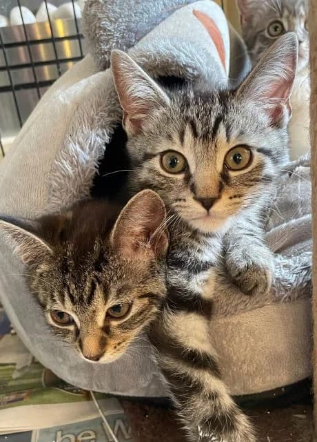 Max and Paddy, male puppy Mixed Breed for adoption at RSPCA Altrincham & Cheshire