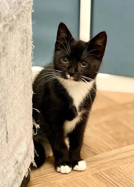 Pippa, female puppy Mixed Breed for adoption at RSPCA Altrincham & Cheshire