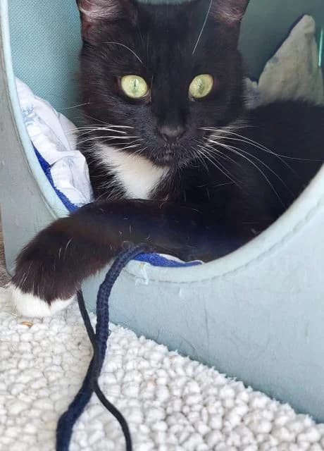 Poppy, female Mixed Breed for adoption at RSPCA Altrincham & Cheshire