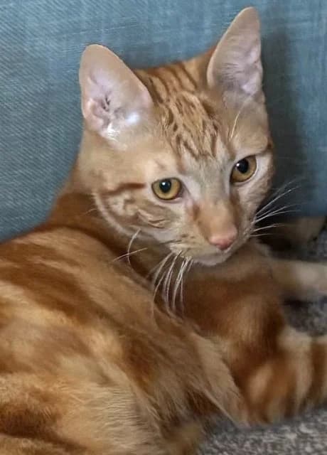 Rusty, male young Mixed Breed for adoption at RSPCA Altrincham & Cheshire