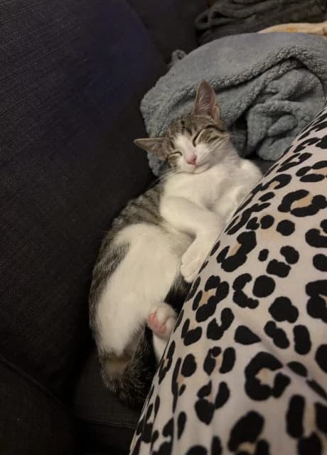 Sky and Cloudy, female 5yo Mixed Breed for adoption at RSPCA Altrincham & Cheshire