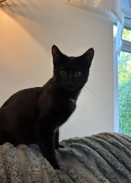 Salem and Sabrina, female puppy Mixed Breed for adoption at RSPCA Altrincham & Cheshire