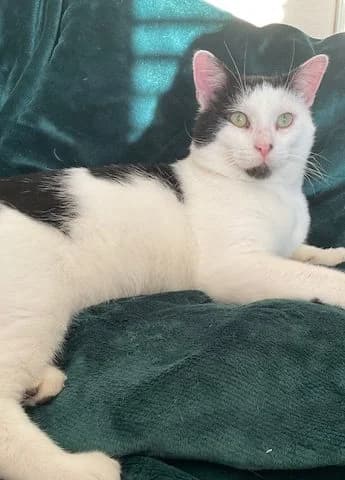 Smudge, male Mixed Breed for adoption at RSPCA Altrincham & Cheshire