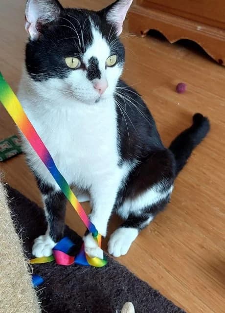 Tom, female young Mixed Breed for adoption at RSPCA Altrincham & Cheshire