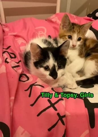 Tilly,Tipsy and Topsy, male puppy Mixed Breed for adoption at RSPCA Altrincham & Cheshire