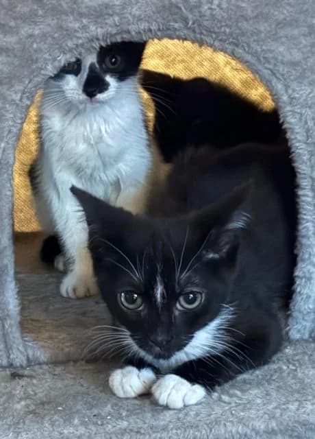 Wallis,George and Simpson, female puppy Mixed Breed for adoption at RSPCA Altrincham & Cheshire