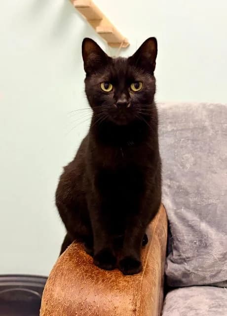 Winnie, female 3yo Mixed Breed for adoption at RSPCA Altrincham & Cheshire