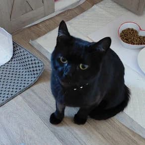 Ben, male 3yo Mixed Breed for adoption at RSPCA Barnsley & District Branch