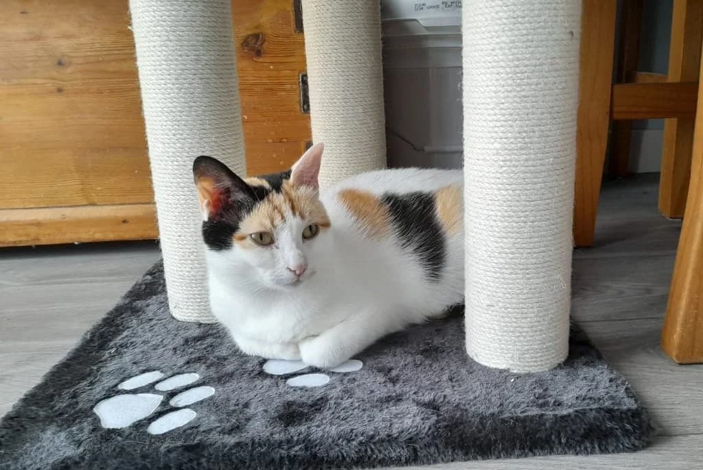 DARIA, puppy Mixed Breed Cat for adoption at RSPCA Bedfordshire South & Mid Hertfordshire