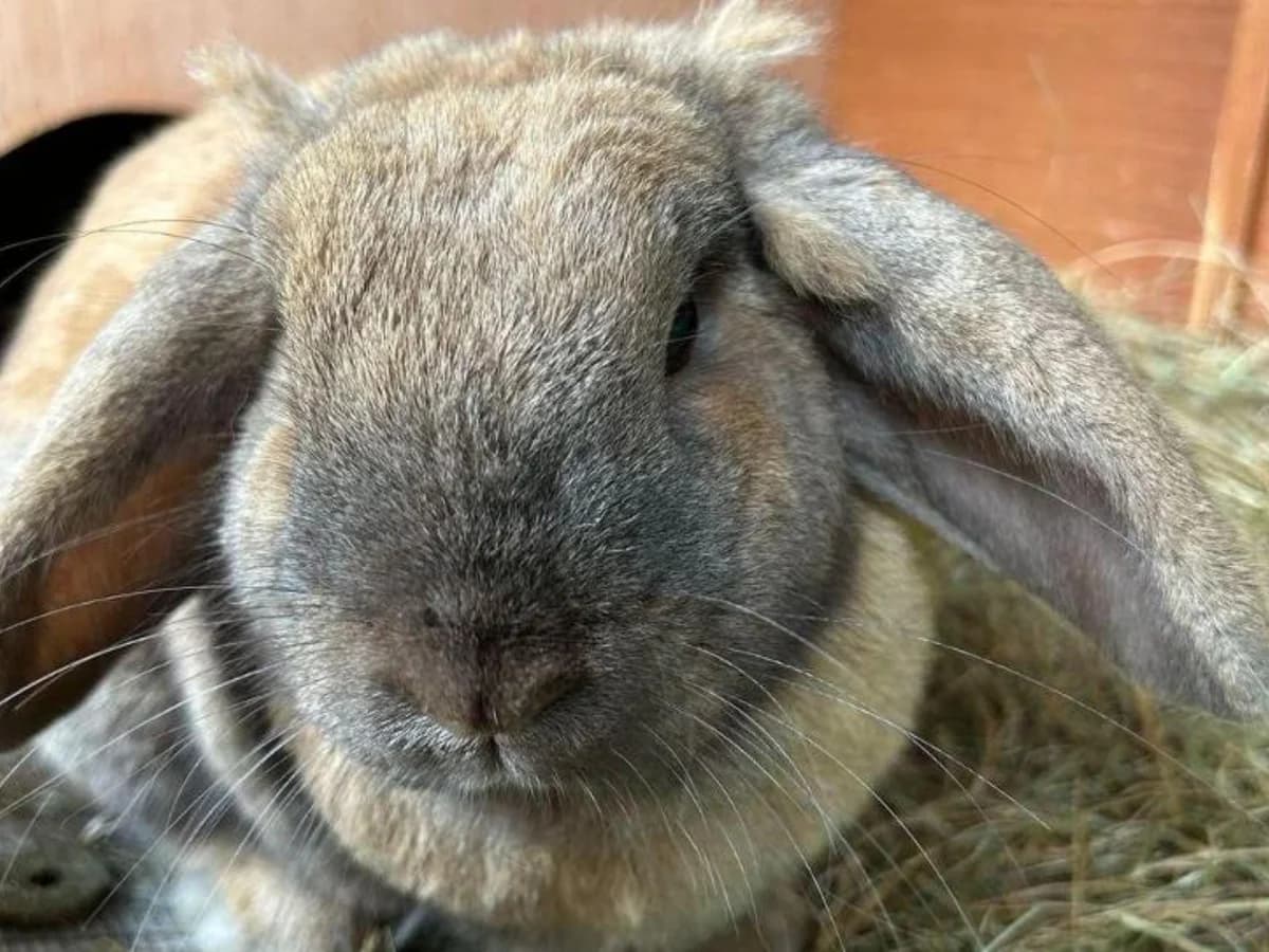 Kimchi, Abyssinian for adoption at RSPCA Bedfordshire South & Mid Hertfordshire
