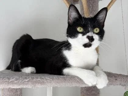 MIA, young Mixed Breed Cat for adoption at RSPCA Bedfordshire South & Mid Hertfordshire