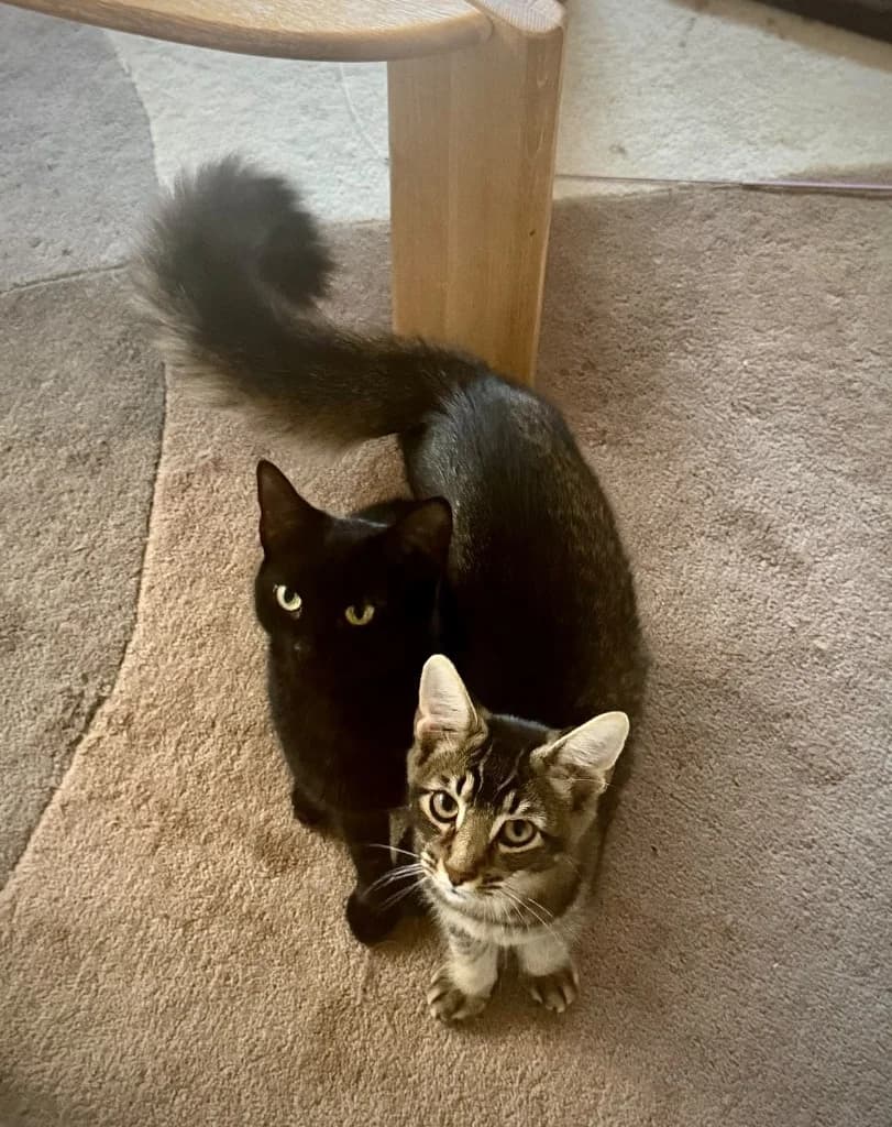 Nico and Nami, Mixed Breed Cat for adoption at RSPCA Bedfordshire South & Mid Hertfordshire