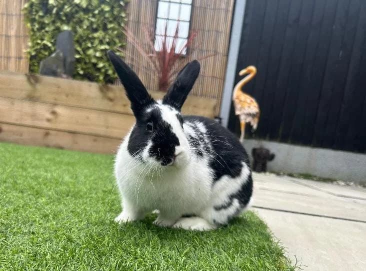 Nora, Mixed Breed for adoption at RSPCA Bedfordshire South & Mid Hertfordshire