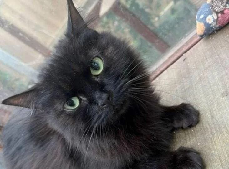 OPHELIA, 3yo Mixed Breed Cat for adoption at RSPCA Bedfordshire South & Mid Hertfordshire